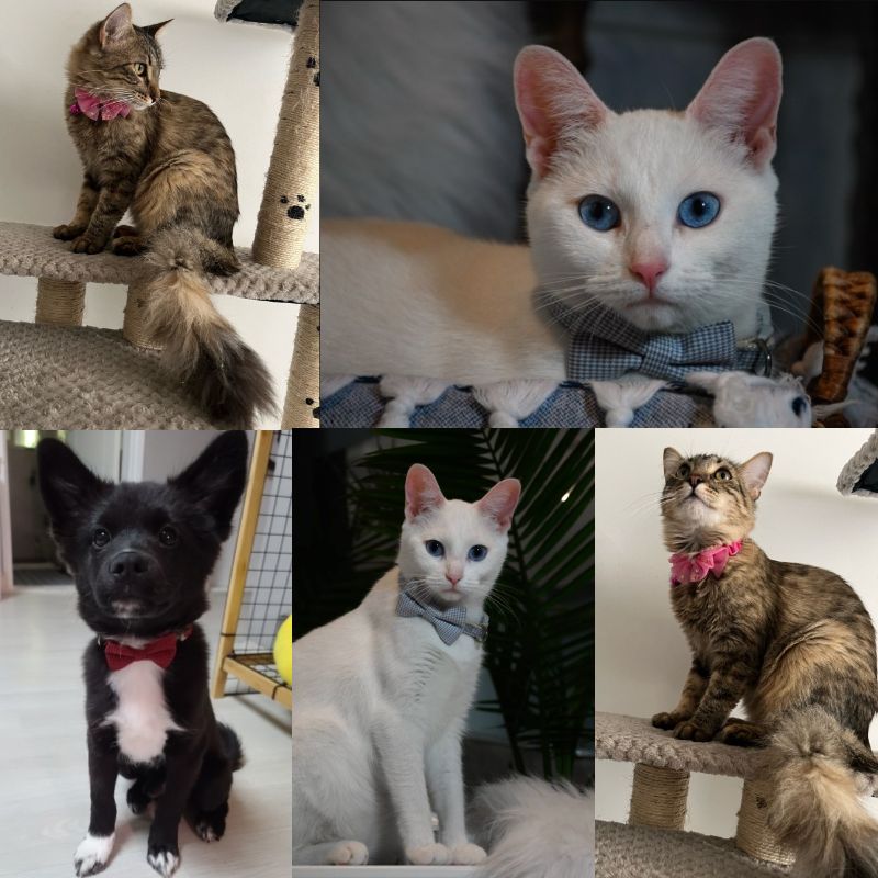 1PC Plaid Print Pet Puppy Dogs Bow Tie Collar Necktie Bowkno - 图3