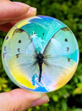 真实昆虫蝴蝶标本透明树脂水晶蜘蛛蝎子I儿童礼物创意摆件居家台