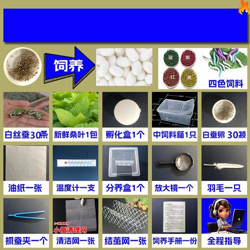 彩色蚕宝宝天然金丝蚕小学生养蚕工具全套套餐蚕卵套装爬虫饲养盒 - 图2