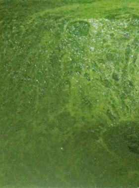 凤翔供应水果打汁机蔬菜打浆机姜汁辣椒酱菌类打浆多方面加工设备