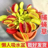 Венера Флайтрап насекомые растения непентареса сочные растения девагрист