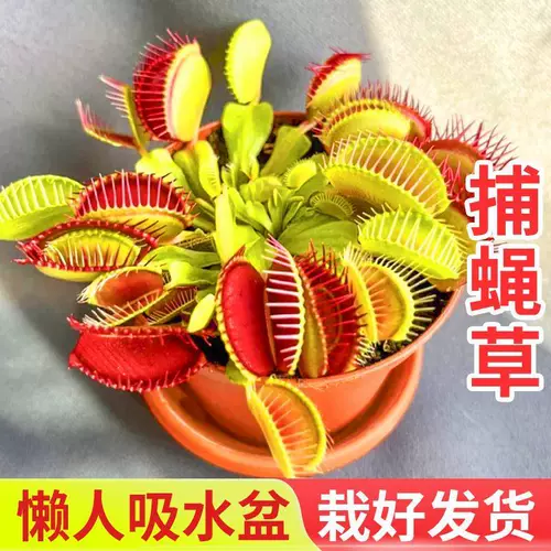 Венера Флайтрап насекомые растения непентареса сочные растения девагрист