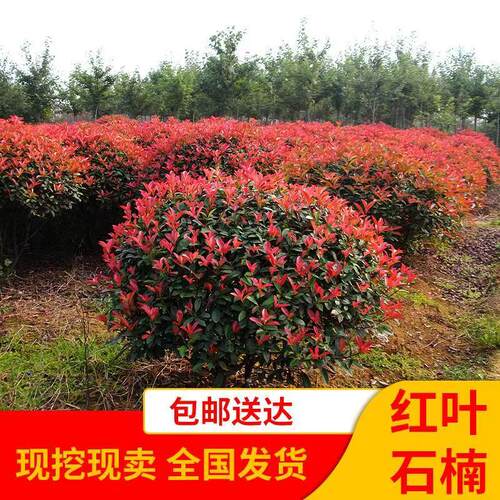 路道别墅红叶石楠球形大小树苗金黄杨女贞冬青四季火焰红室外庭院 - 图2