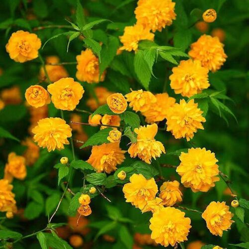 重瓣棣棠花苗盆栽耐荫爬藤攀缘花卉绿植物浓香多花耐寒四季金灿花 - 图1