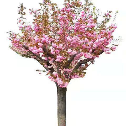 日本樱花树苗庭院大型小苗盆栽地栽四季南北方种植风景树绿化树苗 - 图3