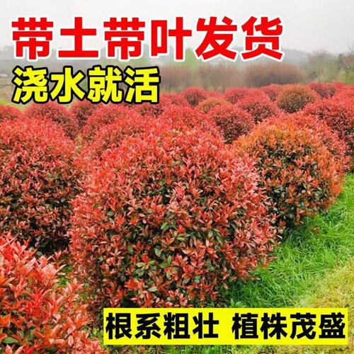 路道别墅红叶石楠球形大小树苗金黄杨女贞冬青四季火焰红室外庭院 - 图0