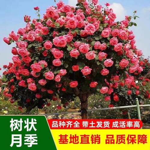 树状月季树四季大花浓香老桩盆栽月季树桩棒棒糖苗特大花月季花苗 - 图2