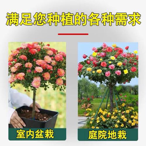 树状月季树四季大花浓香老桩盆栽月季树桩棒棒糖苗特大花月季花苗 - 图0
