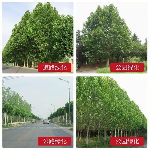 法国梧桐树悬铃木树苗大树庭院风景行道园林绿化苗木中国青桐法桐 - 图2