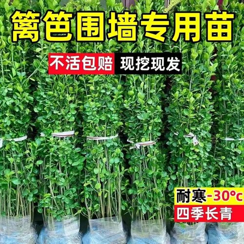 北海道黄杨围墙树苗大叶直立冬青庭院高档篱笆苗围墙耐寒四季常青 - 图1