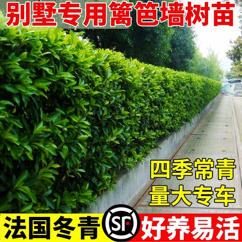 法国冬青树苗四季常青庭院绿化大叶冬青篱笆墙树苗珊瑚树围墙绿篱 - 图1