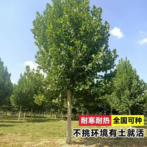 法国梧桐树悬铃木树苗大树庭院风景行道园林绿化苗木中国青桐法桐 - 图0