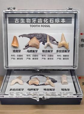 天然古生物沧龙牙鲨鱼牙齿三叶虫地质化石标本盒科普收藏礼物考古