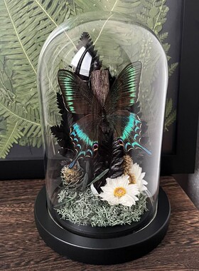 绿带翠凤蝶真的蝴蝶标本森林绿皇后干花微景观玻璃罩摆件生日礼物