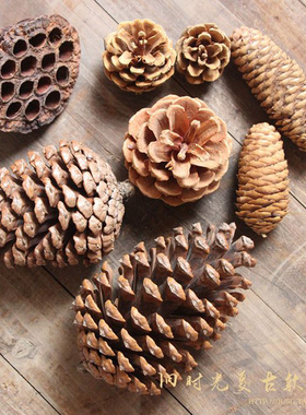 自然生长松果松塔莲蓬干燥花本地松美国松鱼鳞松幼儿园X装饰拍摄