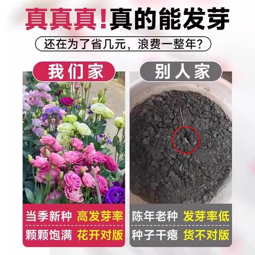 重瓣洋桔梗花种子南北方四季播种开花易活室内外秋冬耐寒花卉种籽 - 图2