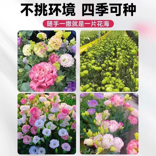 重瓣洋桔梗花种子南北方四季播种开花易活室内外秋冬耐寒花卉种籽 - 图3