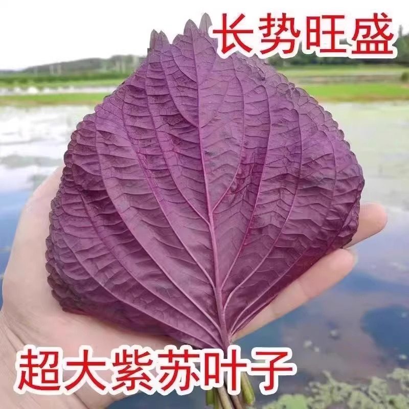 紫苏种子可食用双面红紫苏大叶紫苏种子四季耐热阳台盆栽蔬菜种子,淘宝优惠券,粉丝福利购,淘宝优惠卷