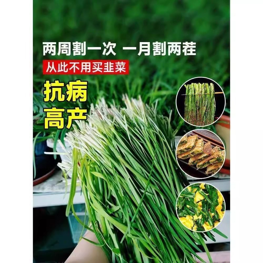 四季韭菜种子反复收割宽叶大小叶红根紫根韭菜阳台盆栽蔬菜种籽孑,淘宝优惠券,粉丝福利购,淘宝优惠卷