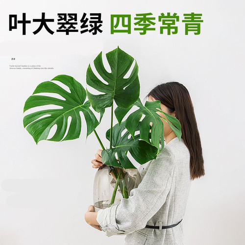 水培植物龟背竹盆栽老桩大叶绿植室内花卉客厅桌面好养吸绿萝 - 图0