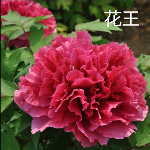 牡丹花树苗盆栽大苗洛阳正宗带花苞牡丹花种四季重瓣花卉牡丹花苗 - 图1