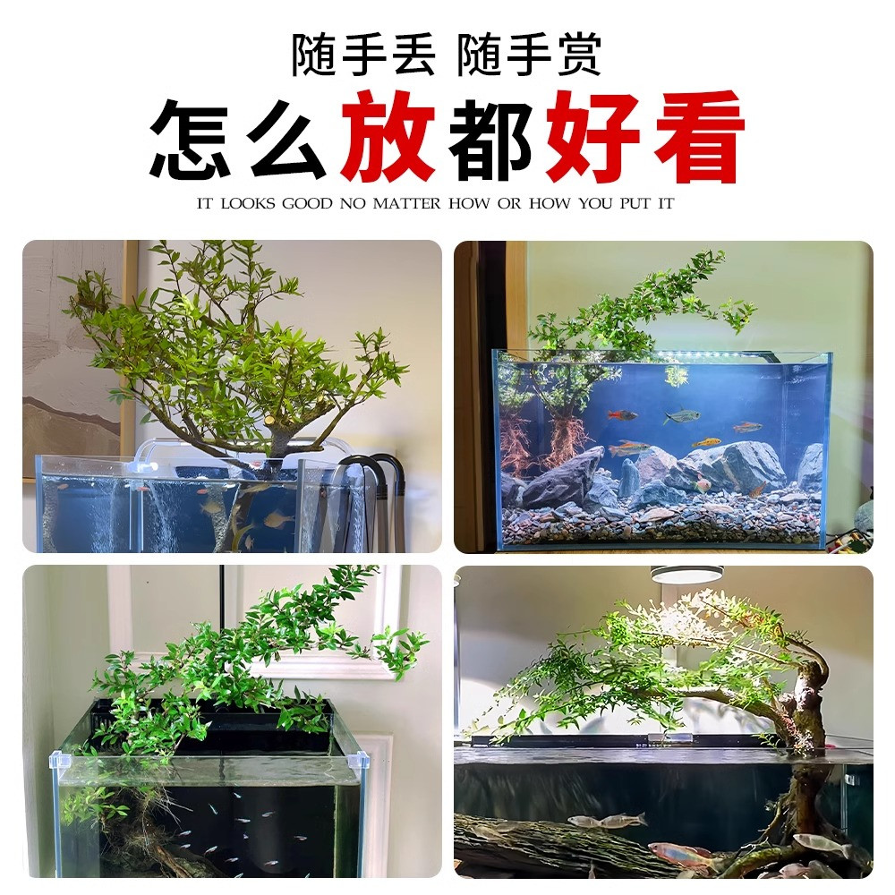 水杨梅水培植物绿植老桩鱼缸造景树水陆装饰水草微型水生树苗盆栽,淘宝优惠券,粉丝福利购,淘宝优惠卷