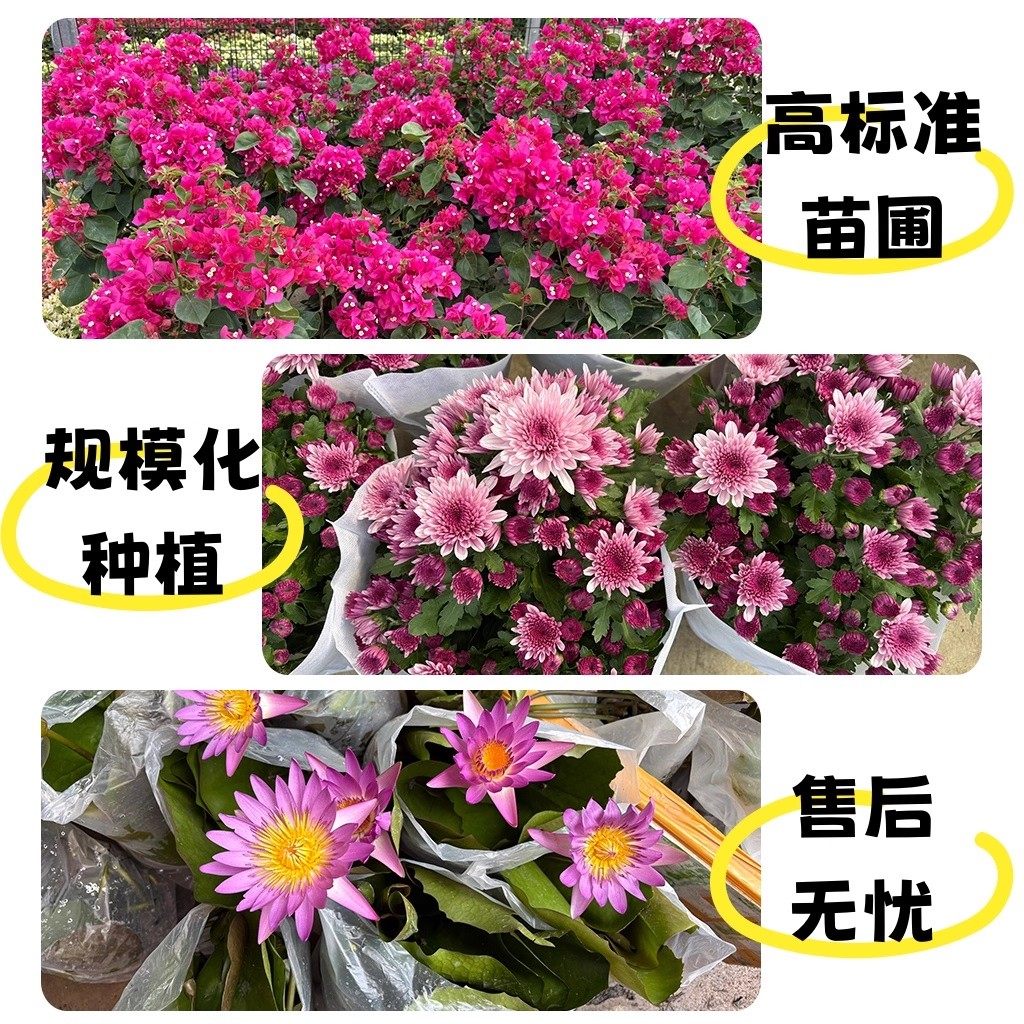 新品长寿花盆栽重瓣大花带花苞花苗室内开花多肉好养花卉鲜花绿植,淘宝优惠券,粉丝福利购,淘宝优惠卷