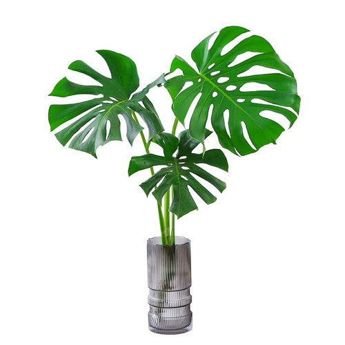 水培植物龟背竹盆栽老桩大叶绿植室内花卉客厅桌面好养吸绿萝 - 图3