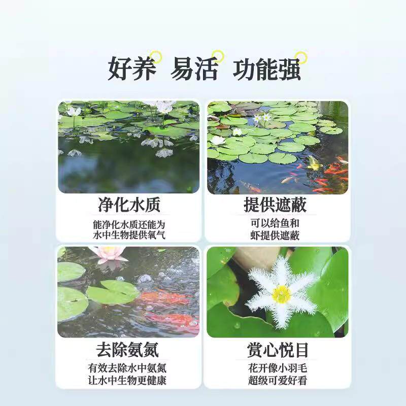 一叶莲水培植物室内鱼缸造景挺水植物水草碗莲睡莲水养好养活绿植,淘宝优惠券,粉丝福利购,淘宝优惠卷