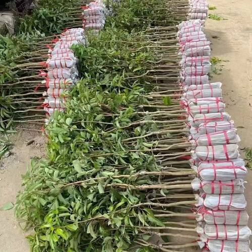 新品种海南荔枝王苗火山岩荔枝王无核荔枝果树苗当年结果带土带叶 - 图3