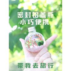 Водоросли мяч 球藻君marimo海藻球生态瓶包邮「可爱元气球」日本创意水藻真植物