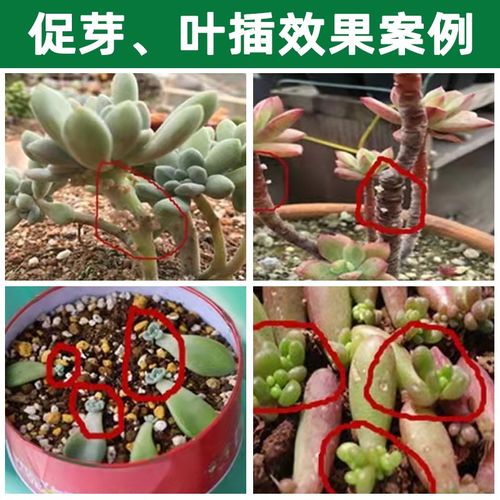 速发色多肉营养液肥料植用肥营养素肉多多生根肉肉专物花肥增养肥 - 图0