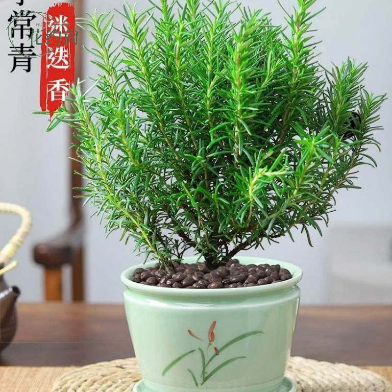 新鲜迷迭香可食用盆栽驱蚊香草植物带香味室内绿植净化空气吸 - 图0