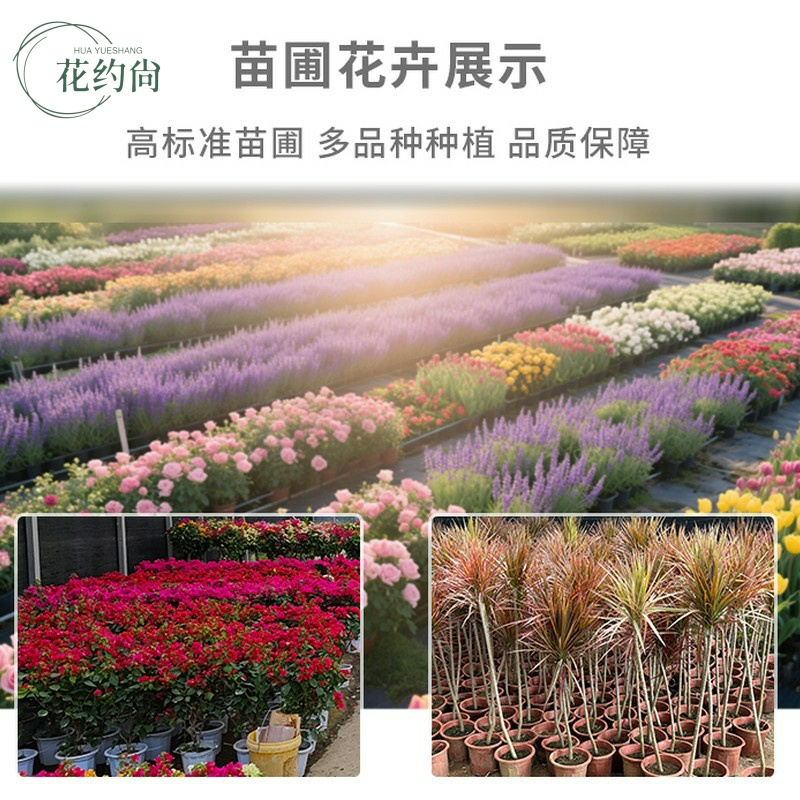 精品大叶铜钱草水培植物金钱草水养盆栽办公室内好养桌面绿植好养 - 图3