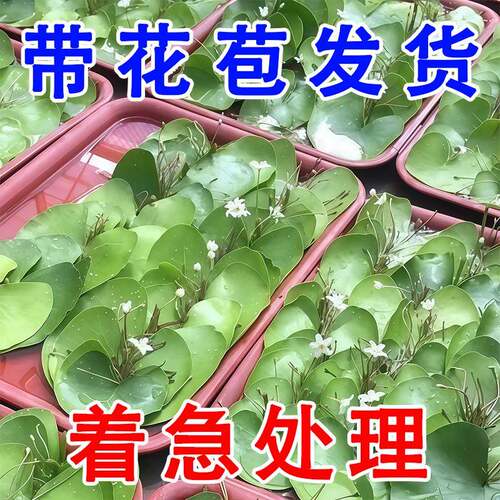 一叶莲无土水生水培植物水生水养鱼盆池碗莲盆栽莲花水养池塘水生 - 图0