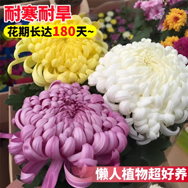 大菊花苗开花四季菊花苗盆栽重瓣九月大菊花盆栽阳台室内庭院好养,淘宝优惠券,粉丝福利购,淘宝优惠卷