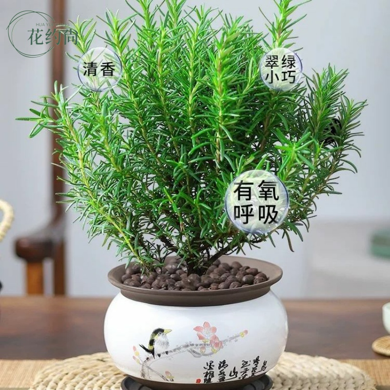 新鲜迷迭香可食用盆栽驱蚊香草植物带香味室内绿植净化空气吸 - 图1