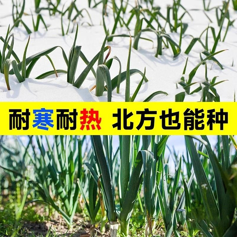 带芽大蒜种发芽新蒜高产紫皮蒜种干蒜种头可种可吃出蒜台水培蒜苗 - 图3