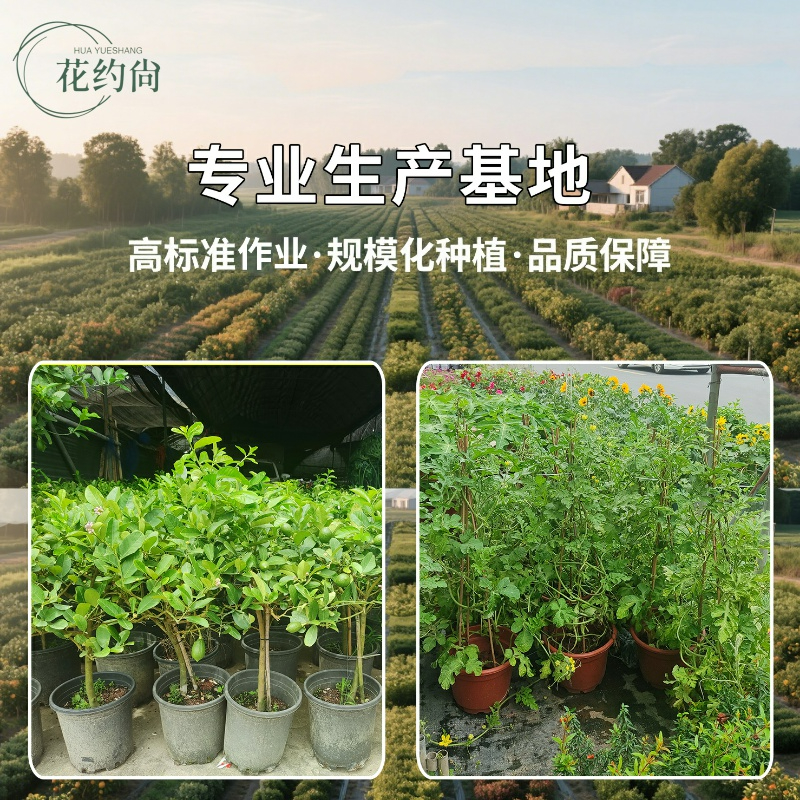 新鲜迷迭香可食用盆栽驱蚊香草植物带香味室内绿植净化空气吸 - 图3
