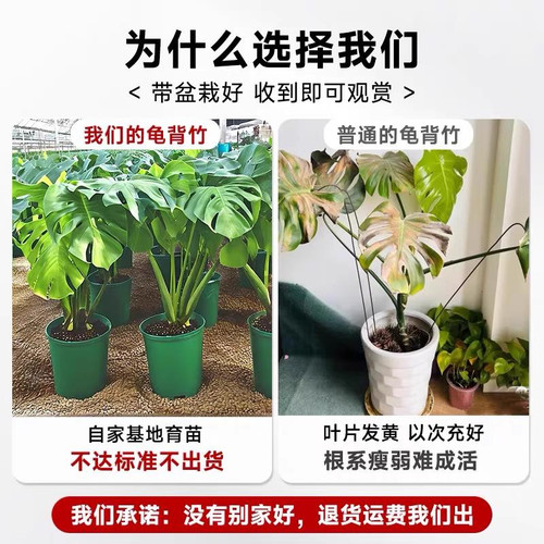 龟背竹盆栽大叶开背老桩客厅办公室内植物大型净化空气好养活绿植 - 图0