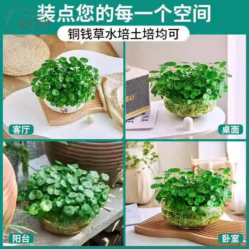 精品大叶铜钱草水培植物金钱草水养盆栽办公室内好养桌面绿植好养 - 图2