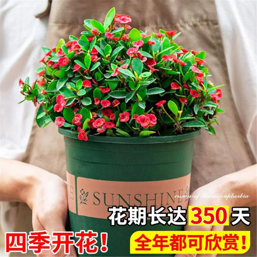 虎刺梅花卉盆栽易活植物室内办公室阳台耐旱铁海棠花四季新手好养 - 图2