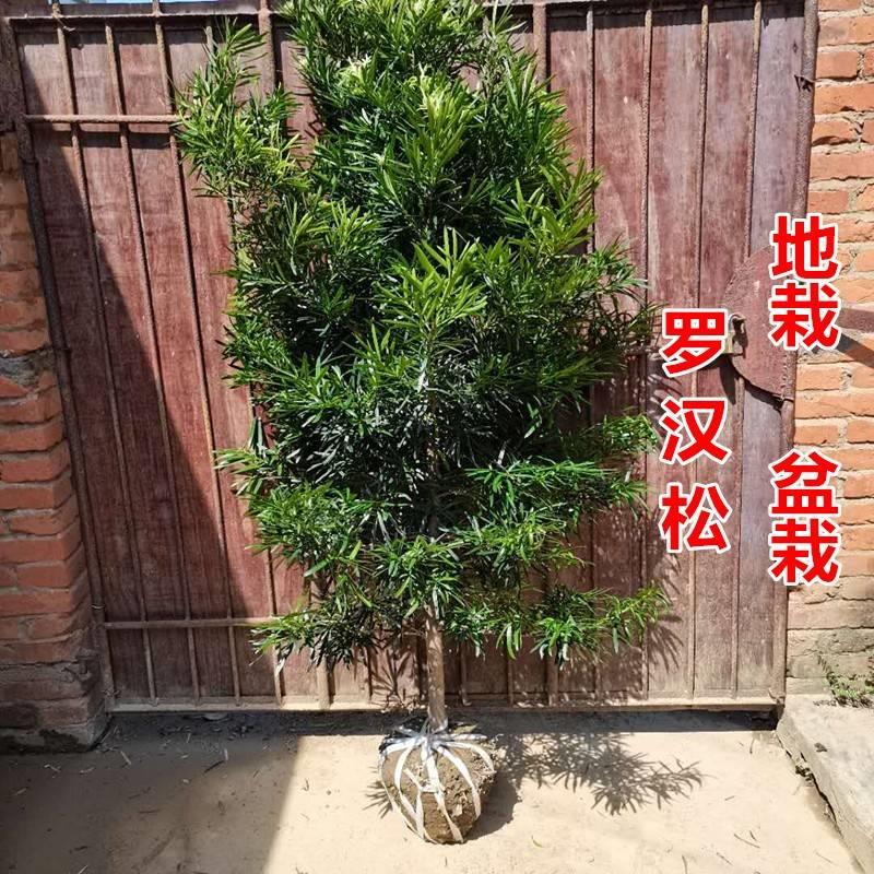 罗汉松树苗大树雀舌米叶迎客松老树桩别墅庭院盆栽盆景造型大树种 - 图0