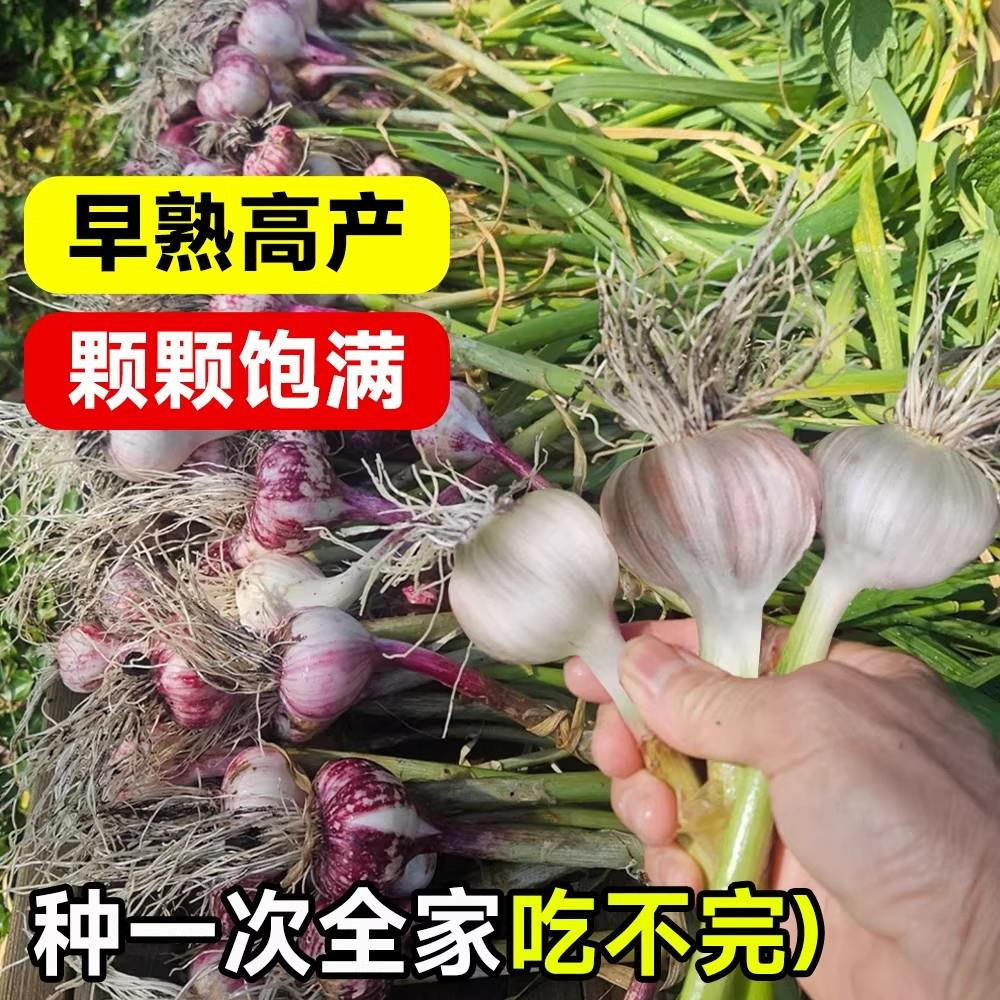 带芽大蒜种发芽新蒜高产紫皮蒜种干蒜种头可种可吃出蒜台水培蒜苗 - 图0