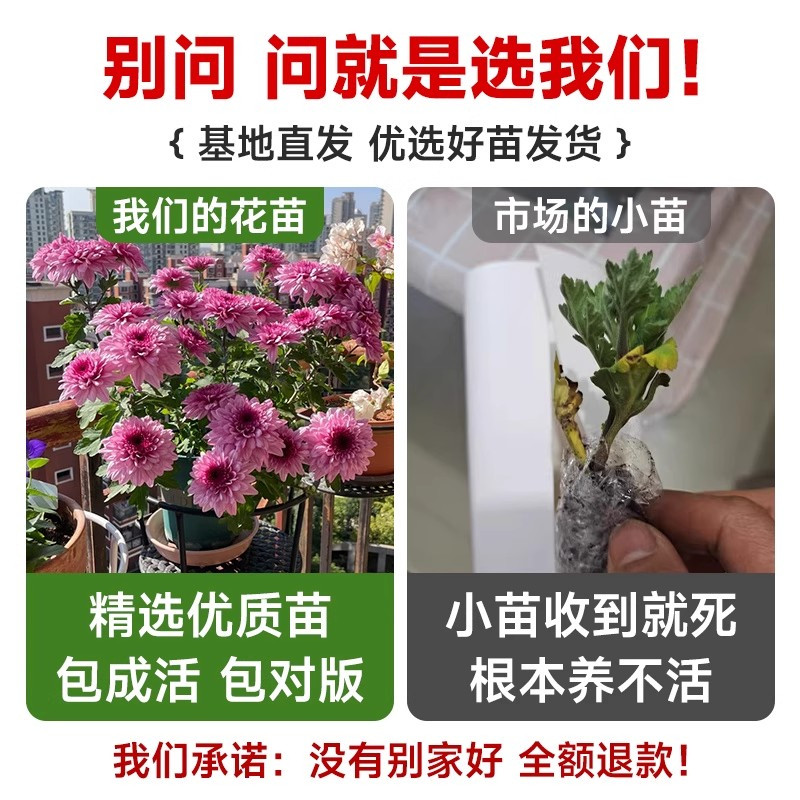 大菊花苗开花四季菊花苗盆栽重瓣九月大菊花盆栽阳台室内庭院好养,淘宝优惠券,粉丝福利购,淘宝优惠卷