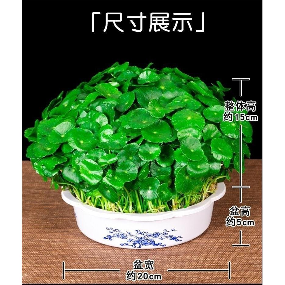 铜钱草水培土培盆栽室内花招财金钱草绿植花草好养易活 - 图3