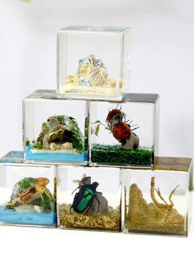 千年虫大立方体微景观树脂标本黄蝎金龟乌龟招潮蟹寄居蟹创意摆件