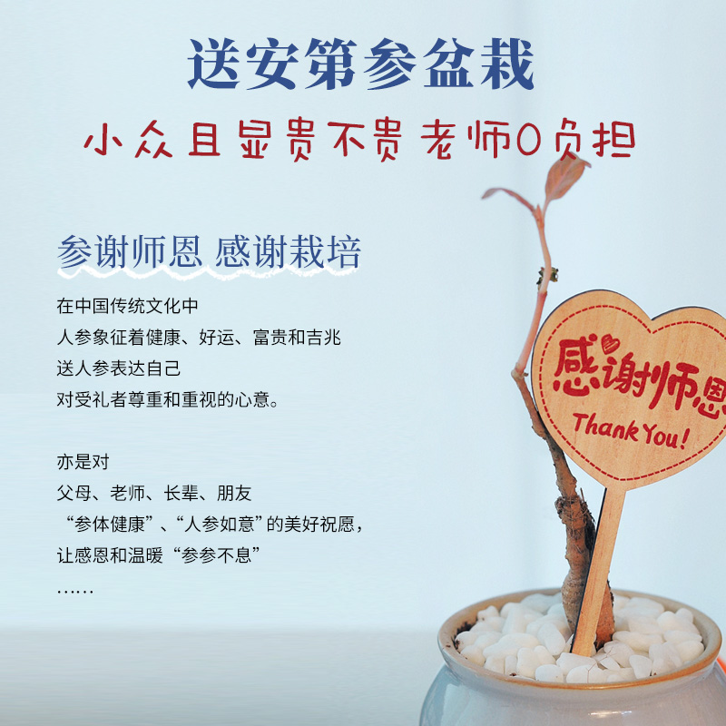 安第参花礼集参谢师恩感谢老师送教师节实用礼物2024新款人参盆栽