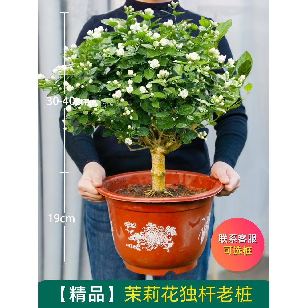 茉莉花盆栽独杆栀子花精品老桩盆景阳台绿植花卉单瓣茉莉花棒棒糖 - 图1