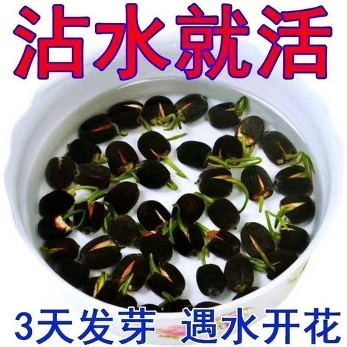 水培碗莲种子好养易活四季播种开花绿植花卉荷花盆栽客厅睡莲水养 - 图2